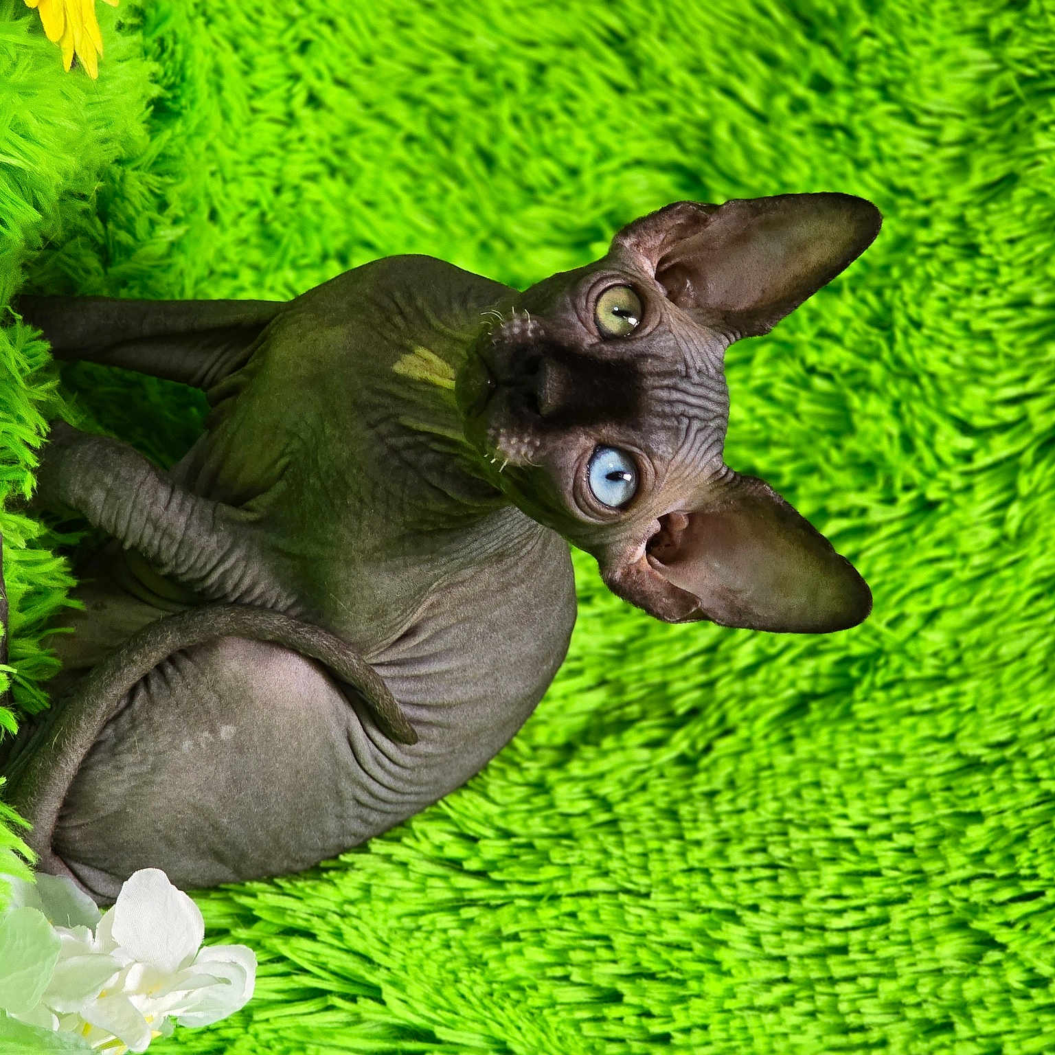 Orcus joined the competition — help win amazing prizes! animal_figure, art, carnivore, fawn, felidae, grass, groundcover, lawn_ornament, organism, plant, sculpture, snout, statue, tail, terrestrial_animal, terrestrial_plant, toy, whiskers, wildlife, working_animal