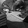 cat, sleeping, laptop, glasses, books, table, cozy, indoor, resting, quiet, black_and_white, fur, whiskers, paws, curled_up, technology, study, reading, peaceful, still_life