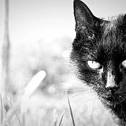 Batman participe au concours pour gagner de l'argent avec cette photo : black_cat, cat, animal, pet, outdoor, grass, close_up, whiskers, feline, nature, black_and_white, portrait, eyes, mysterious, wildlife, fur, head, cute, soft_focus, intense_gaze