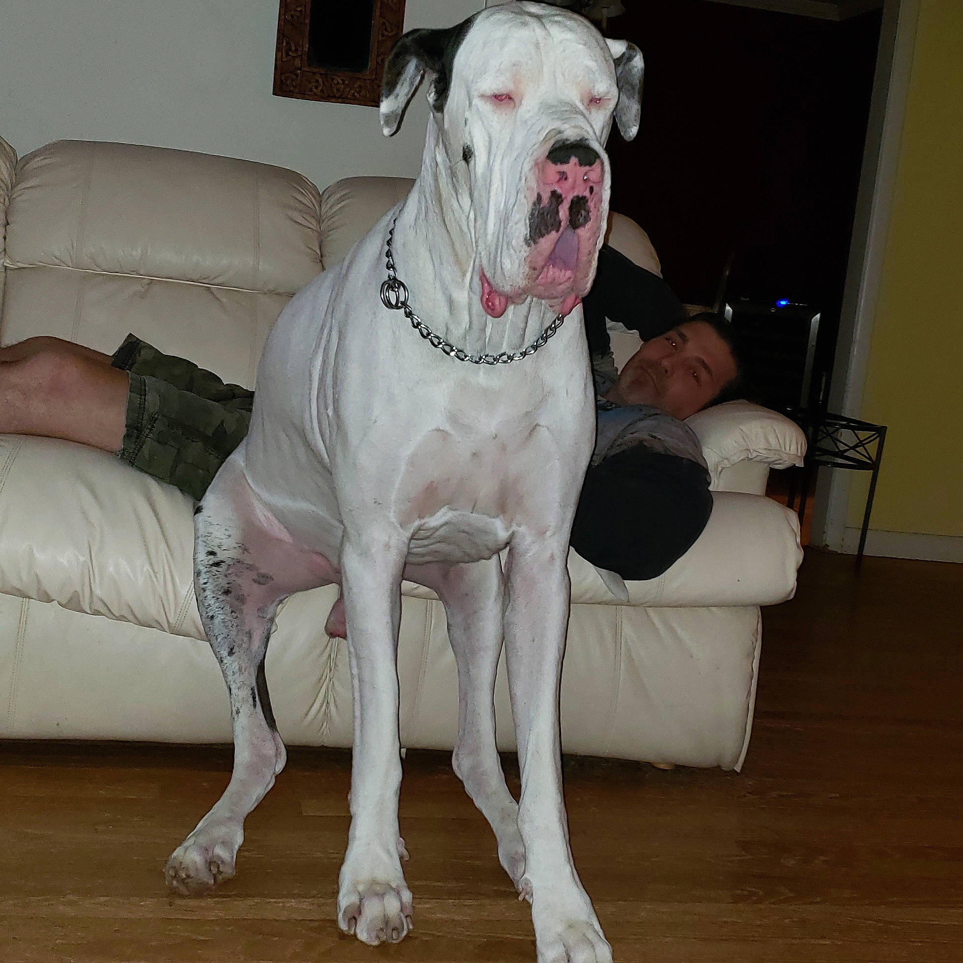 Giovanni joined the competition — help win amazing prizes! american_bulldog, bulldog, bully_kutta, canidae, carnivore, companion_dog, cordoba_fighting_dog, dog, dog_breed, dogo_argentino, dogo_guatemalteco, great_dane, guard_dog, mammal, molosser, non_sporting_group, person, rare_breed_dog, sporting_group, valley_bulldog