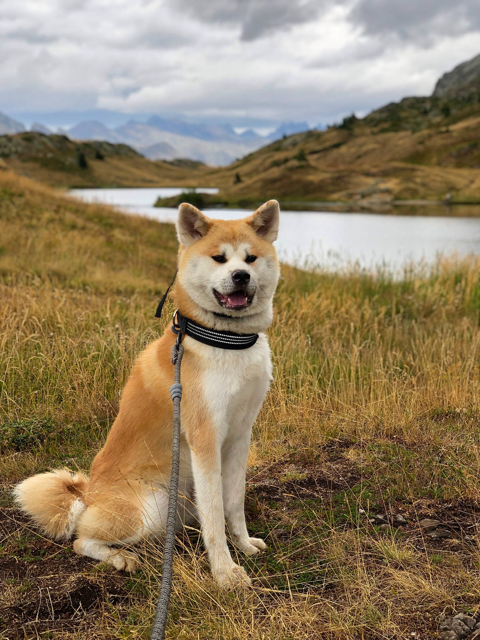 Rosy a rejoint le concours — aidez-le/la à gagner de superbes lots ! canidae, carnivore, cloud, collar, companion_dog, dog, dog_breed, dog_collar, fawn, grass, grassland, lake, landscape, leash, mountain, plant, sky, sporting_group, tail, water