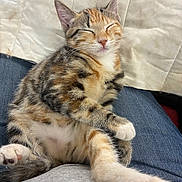 Bean joined the competition — help win amazing prizes! animal, calico, cat, cozy, cute, domestic_animal, feline, fur, indoor, kitten, lap, mammal, paw, pet, relaxed, resting, sleeping, soft, striped, whiskers