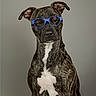 animal, blue_glasses, brindle, canine, cute, dog, ears, expression, funny, fur, glasses, indoor, isolated, looking_at_camera, pet, portrait, serious, sitting, studio, white_chest_marking