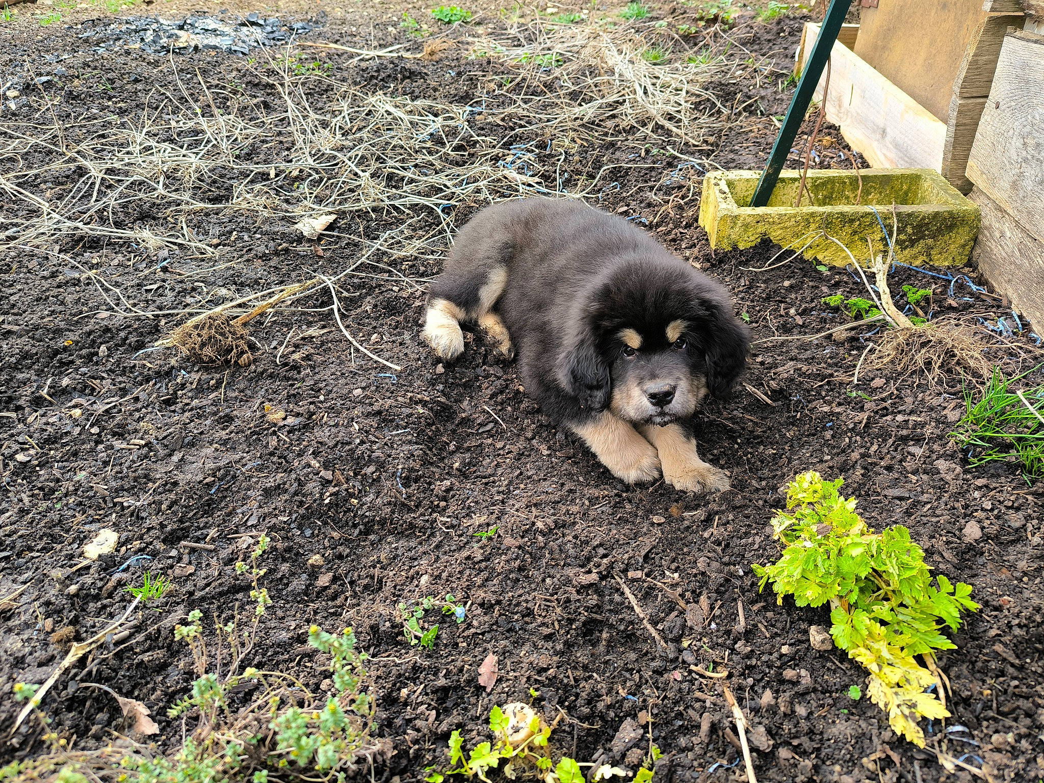 U-shï a rejoint le concours — aidez-le/la à gagner de superbes lots ! canidae, carnivore, companion_dog, dog, dog_breed, fawn, fur, grass, groundcover, plant, snout, soil, sporting_group, tail, terrestrial_animal, working_animal
