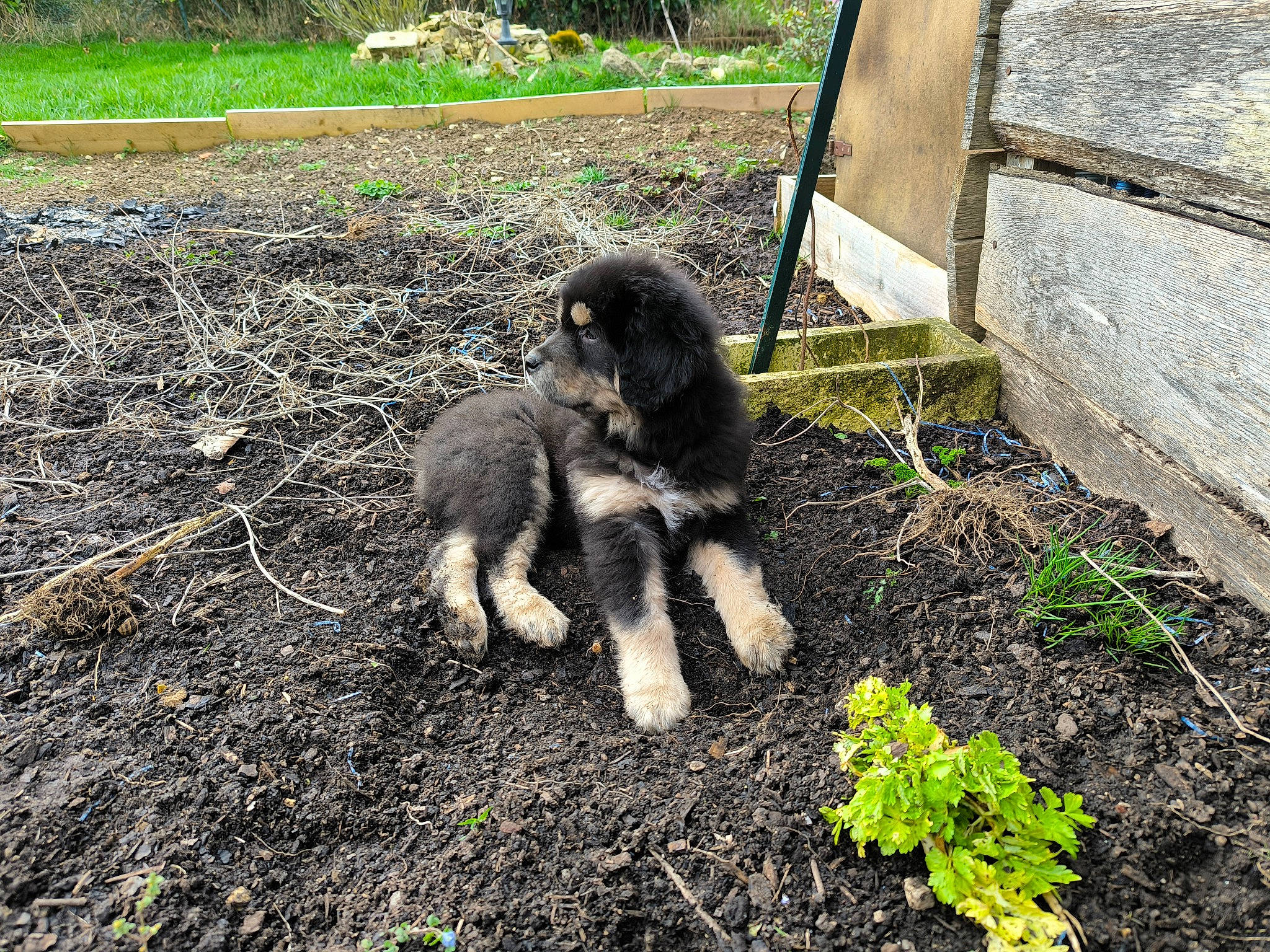 U-shï a rejoint le concours — aidez-le/la à gagner de superbes lots ! canidae, carnivore, companion_dog, dog, dog_breed, fur, garden, grass, groundcover, landscape, plant, snout, soil, sporting_group, tail, terrestrial_animal, wildlife, working_animal, yard, zoo
