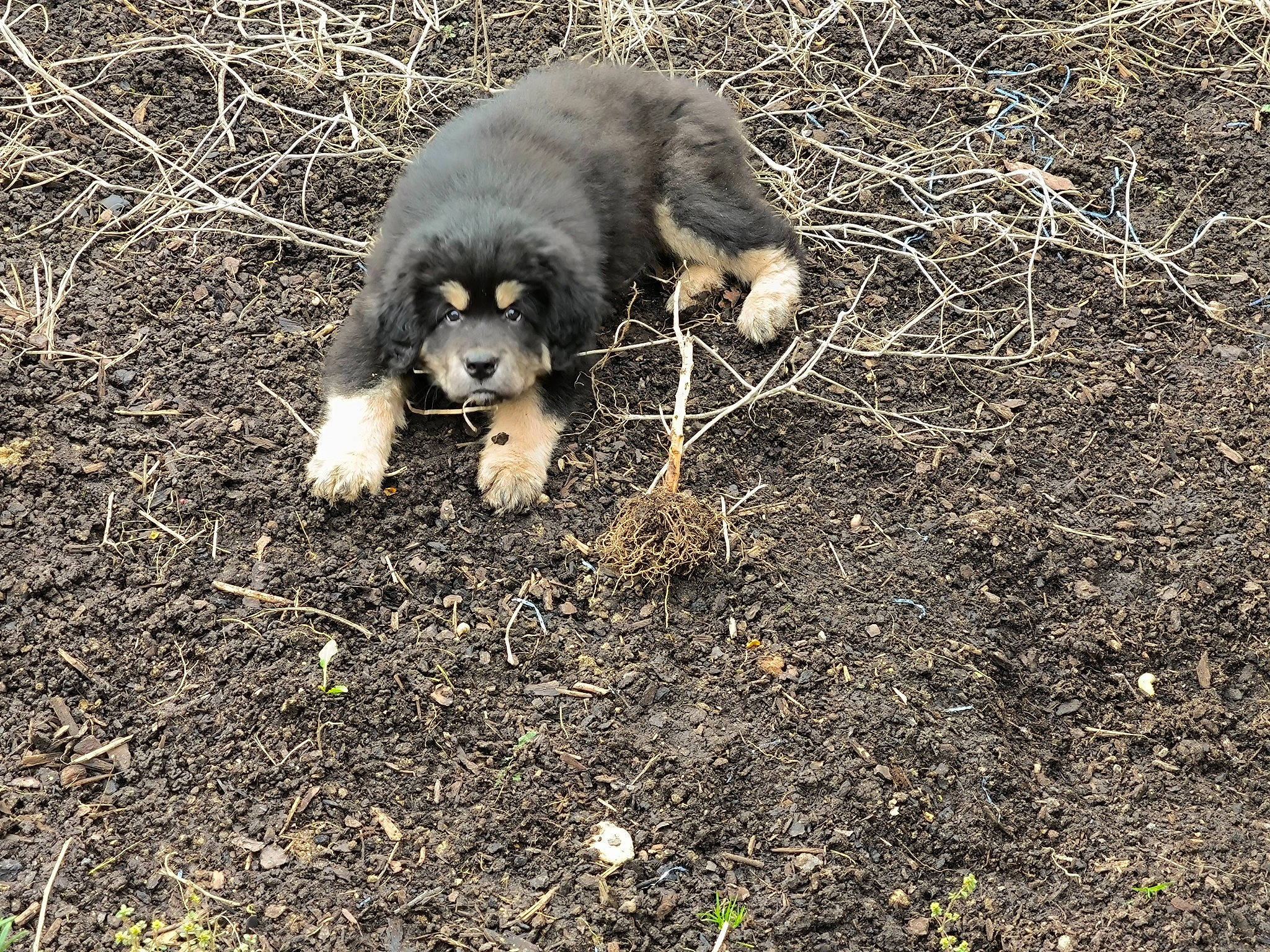 U-shï a rejoint le concours — aidez-le/la à gagner de superbes lots ! canidae, carnivore, claw, dog_breed, fur, grass, indri, marsupial, mustelidae, paw, procyonidae, snout, soil, sporting_group, tail, terrestrial_animal, whiskers