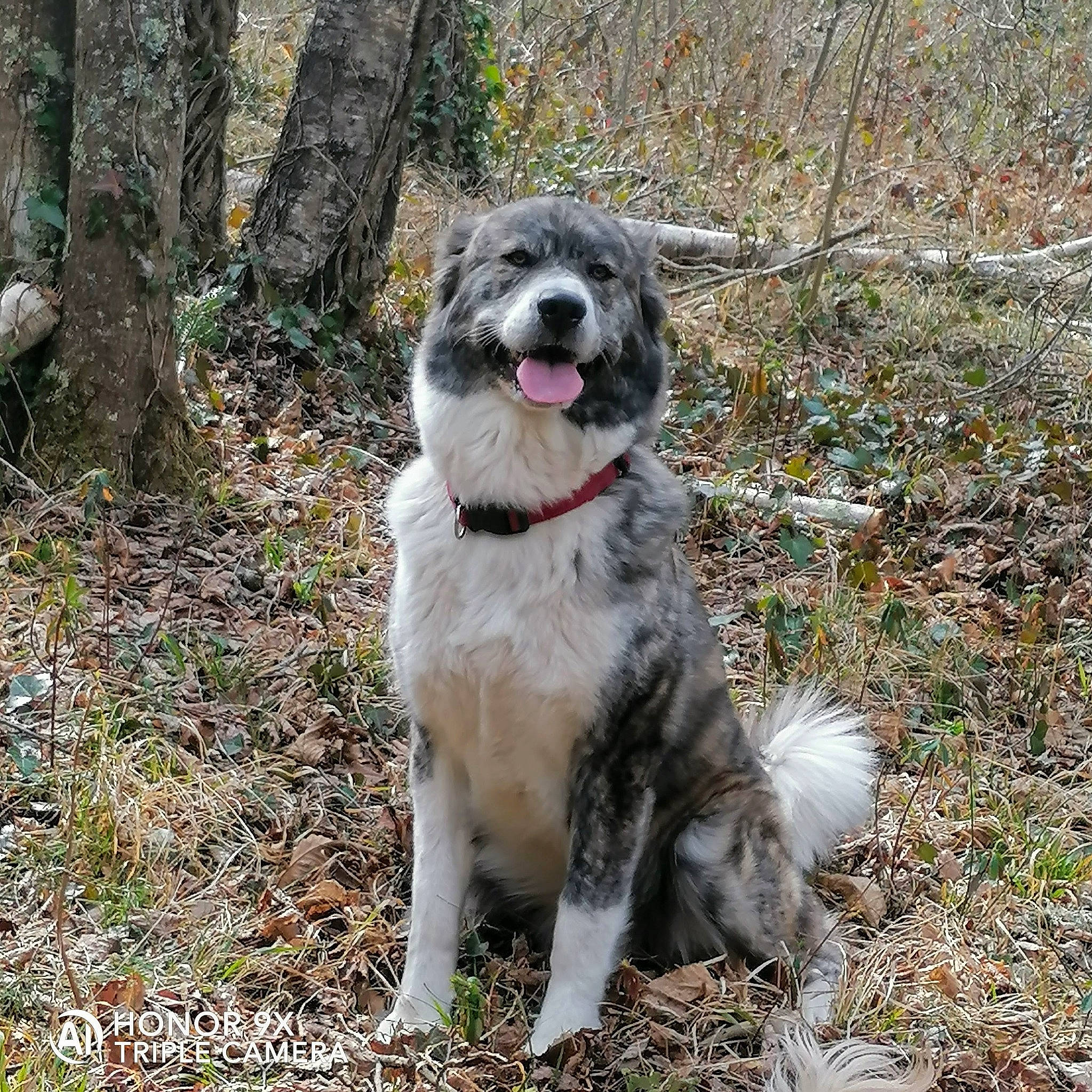Shanna a rejoint le concours — aidez-le/la à gagner de superbes lots ! canidae, carnivore, collar, companion_dog, dog, dog_breed, dog_collar, grass, hunting_dog, leash, plant, soil, sporting_group, tail, tree, working_animal, working_dog