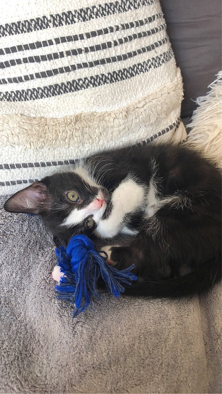 Ezio a rejoint le concours — aidez-le/la à gagner de superbes lots ! canidae, carnivore, cat, claw, comfort, companion_dog, dog_breed, domestic_short_haired_cat, electric_blue, eye, felidae, fur, human_leg, nap, paw, small_to_medium_sized_cats, sporting_group, tail, whiskers, woolen