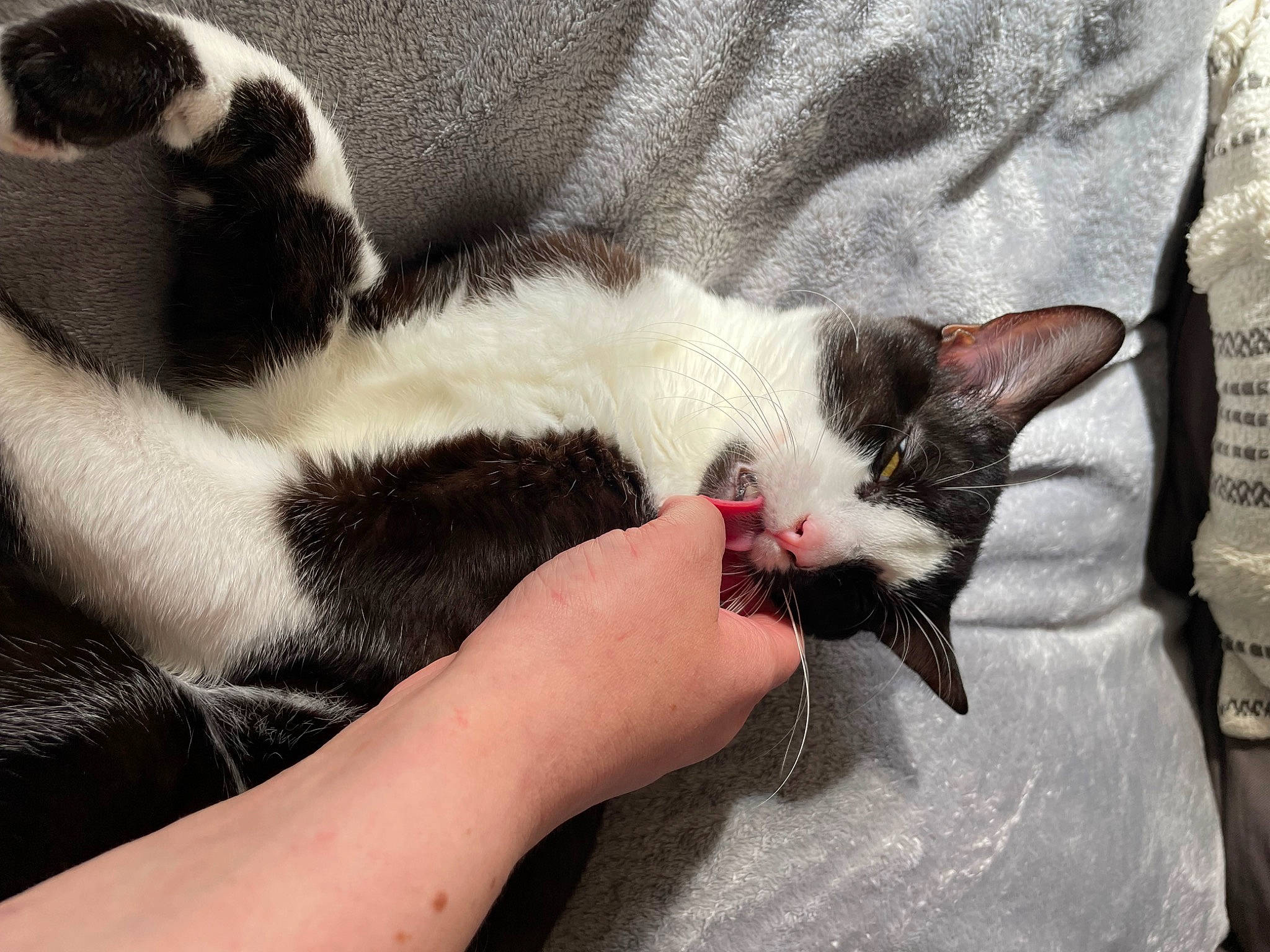 Ezio a rejoint le concours — aidez-le/la à gagner de superbes lots ! carnivore, cat, claw, comfort, domestic_short_haired_cat, felidae, foot, fur, nail, nap, paw, small_to_medium_sized_cats, snout, tail, terrestrial_animal, vertebrate, whiskers