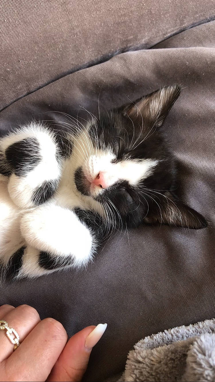 Ezio participe au concours pour gagner de l'argent avec cette photo : carnivore, cat, claw, comfort, domestic_short_haired_cat, felidae, fur, linens, love, metal, nail, nail_care, nap, pattern, paw, small_to_medium_sized_cats, tail, textile, whiskers