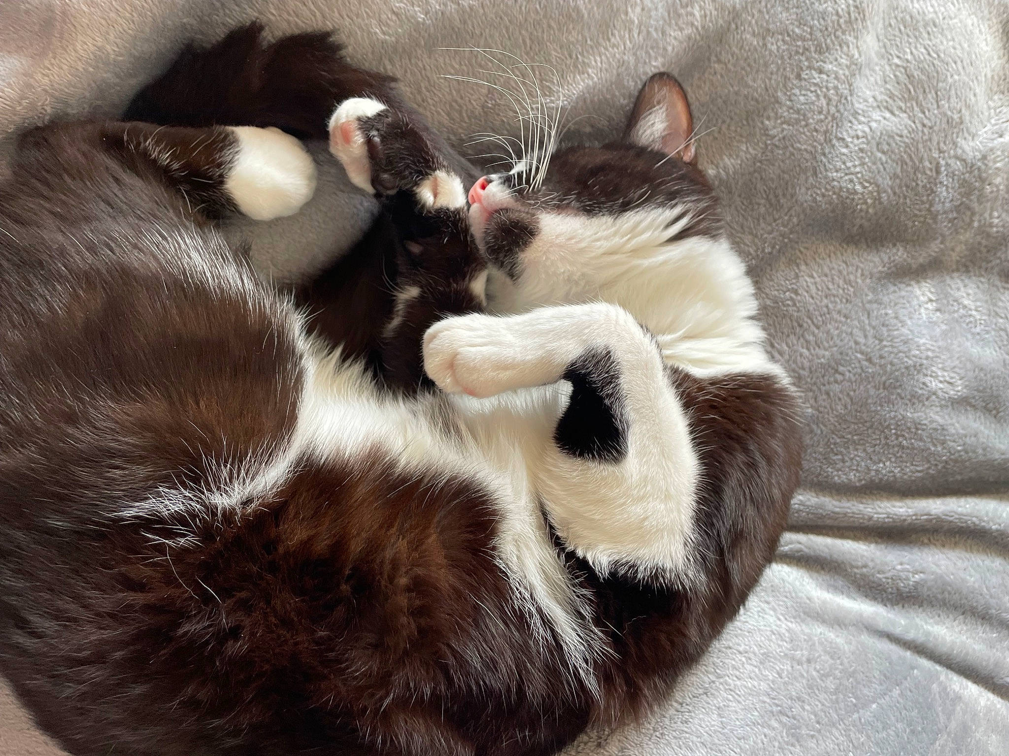 Ezio participe au concours pour gagner de l'argent avec cette photo : black_cat, carnivore, cat, cat_bed, claw, comfort, domestic_short_haired_cat, ear, felidae, fur, grey, mammal, nap, paw, sleep, small_to_medium_sized_cats, snout, tail, vertebrate, whiskers