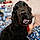 Milou
