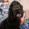 animal, background, black_dog, blanket, brown_eyes, closeup, couch, cozy, curly_fur, dog, floral_pattern, furniture, happy, home, indoor, mouth_open, pet, red_collar, soft_furnishing, tongue