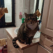 Minnie participe au concours pour gagner de l'argent avec cette photo : bathroom, cabinet, cat, cleaning_supplies, countertop, domestic, feline, fur, indoor, mirror, pet, plush_toy, reflection, sink, stuffed_animal, tabby_cat, tail, tiles, whiskers, window