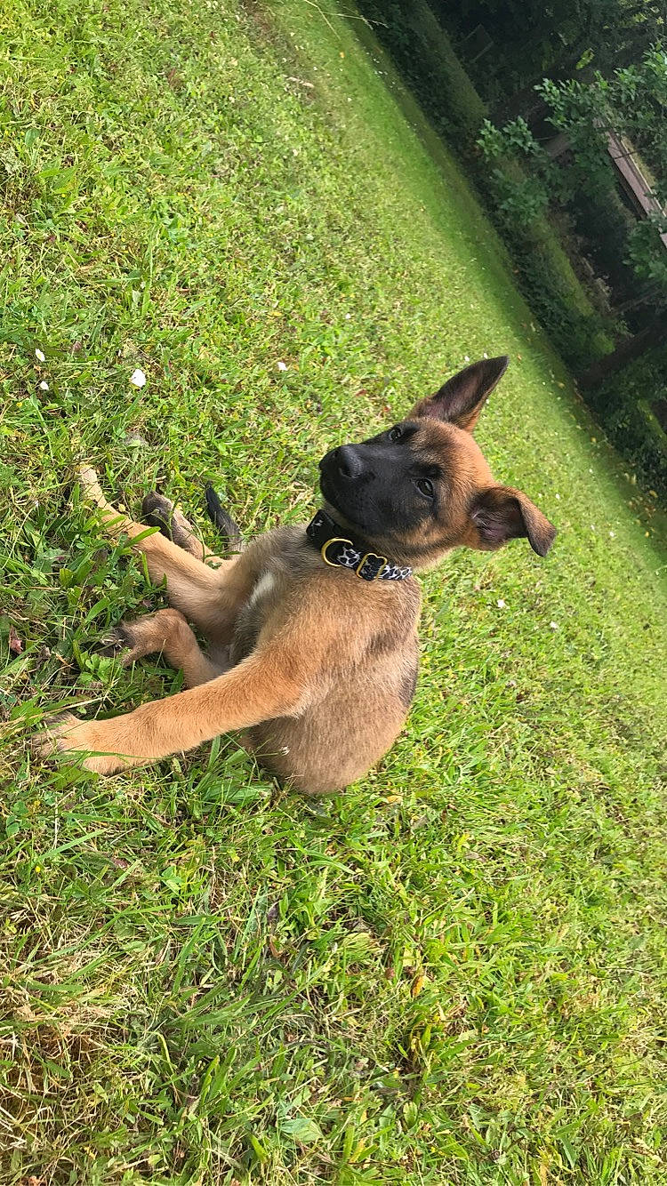Nalya a rejoint le concours — aidez-le/la à gagner de superbes lots ! belgian_shepherd, belgian_shepherd_malinois, canidae, carnivore, dog, dog_breed, fawn, german_shepherd_dog, grass, mammal, plant, snout, working_dog