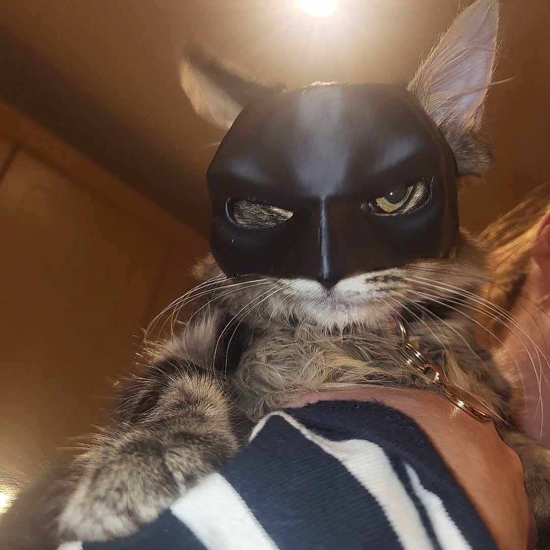 Iris is registered to the contest to win money with this photo: accessories, animal, canine, cat, clothing, costume, dog, face, glasses, head, jewelry, lighting, nature, necklace, outdoors, person, pet, photography, portrait, sky