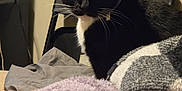 Grace is registered to the contest to win money with this photo: animal, black_and_white, blanket, cat, chair, cozy, curious, cute, domestic_animal, fabric, furniture, home, indoor, pet, relaxed, resting, soft_texture, tuxedo_cat, whiskers, yellow_eyes