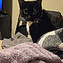animal, black_and_white, blanket, cat, chair, cozy, curious, cute, domestic_animal, fabric, furniture, home, indoor, pet, relaxed, resting, soft_texture, tuxedo_cat, whiskers, yellow_eyes