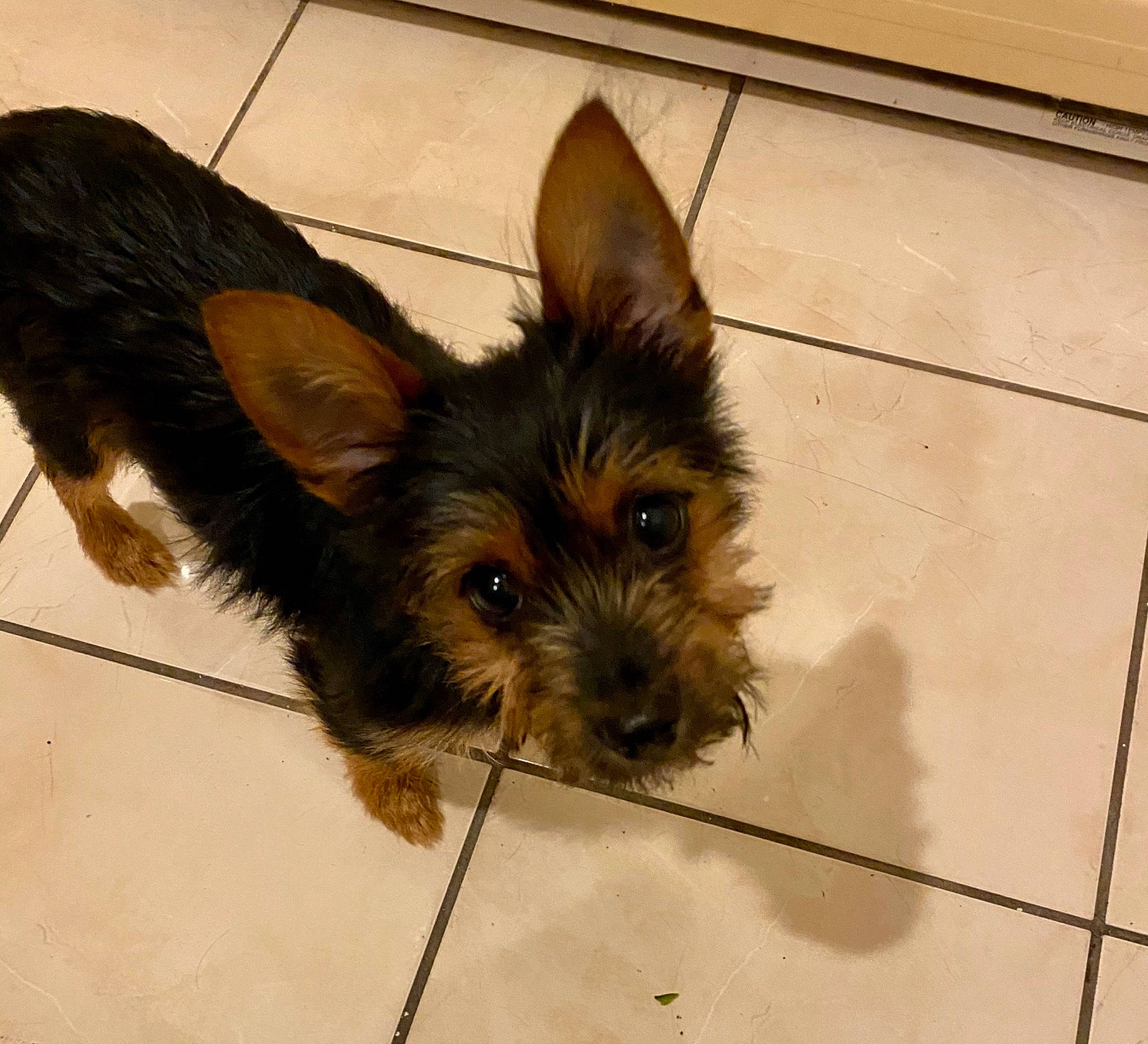 Bentley is registered to the contest to win money with this photo: australian_silky_terrier, australian_terrier, berger_picard, biewer_terrier, cairn_terrier, canidae, carnivore, companion_dog, dog, dog_breed, ear, mammal, norwich_terrier, puppy, small_terrier, snout, sporting_group, terrier, vertebrate, yorkshire_terrier