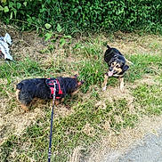 Rafi a rejoint le concours — aidez-le/la à gagner de superbes lots ! dog, leash, harness, grass, hedge, outdoor, pet, animal, nature, canine, sniffing, playful, two_dogs, daylight, walking, sidewalk, friendly, greenery, tongue_out, leaves