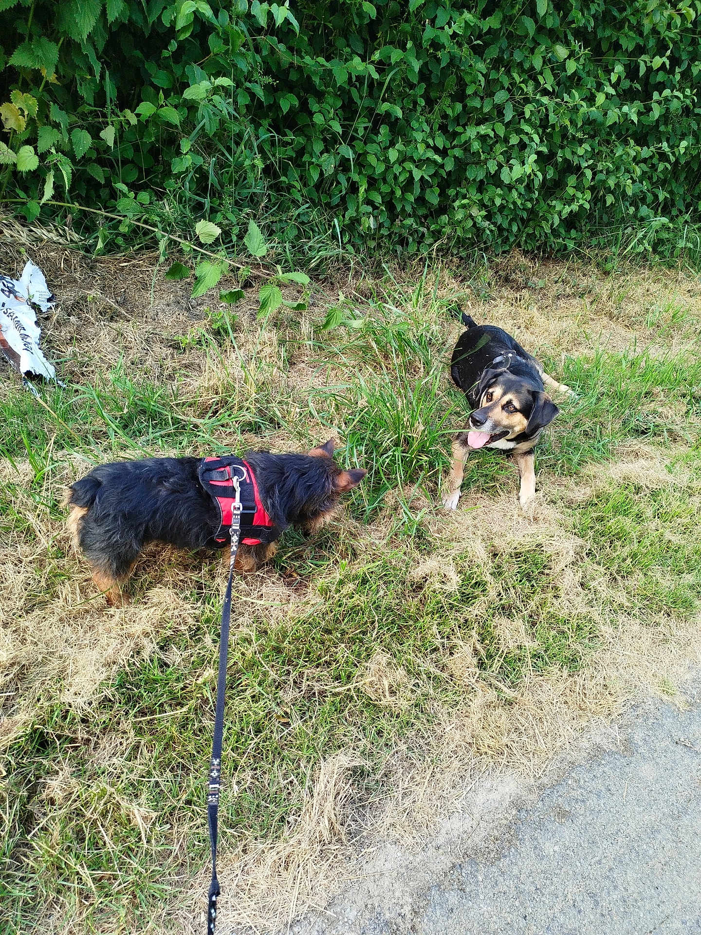 Rafi a rejoint le concours — aidez-le/la à gagner de superbes lots ! dog, leash, harness, grass, hedge, outdoor, pet, animal, nature, canine, sniffing, playful, two_dogs, daylight, walking, sidewalk, friendly, greenery, tongue_out, leaves