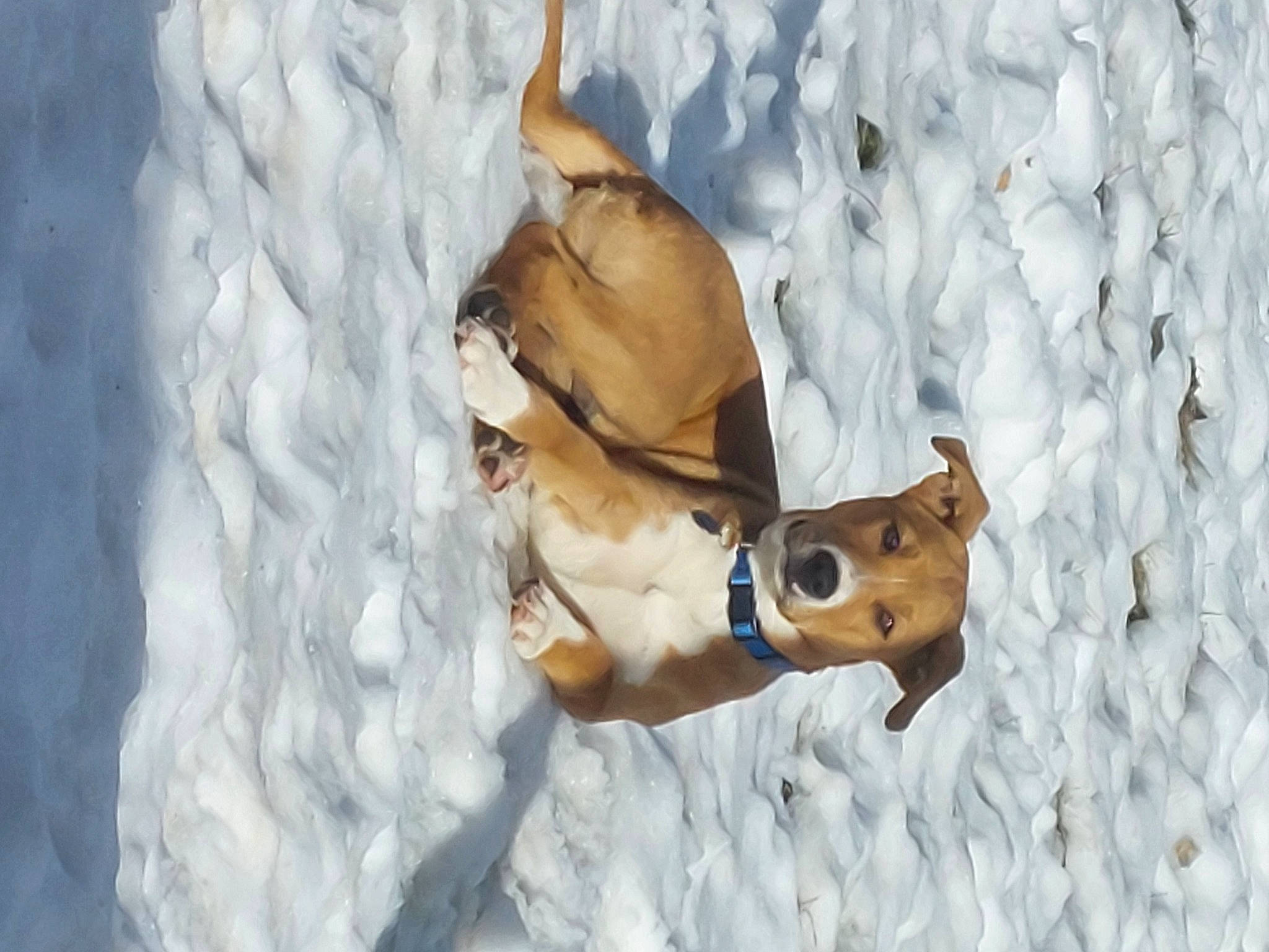 Sox is registered to the contest to win money with this photo: ancient_dog_breeds, canidae, carnivore, companion_dog, dog, dog_breed, dog_clothes, dog_supply, fawn, fun, illustration, non_sporting_group, slope, snout, snow, sporting_group, tail, vertebrate, winter, working_animal