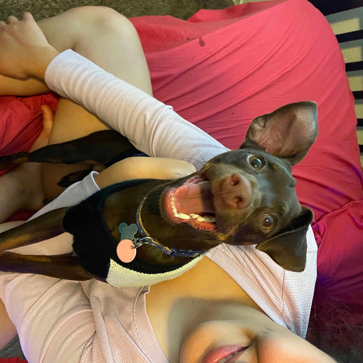 Archie is registered to the contest to win money with this photo: abdomen, chest, comfort, elbow, fun, happy, human_leg, knee, lap, leg, leisure, linens, nap, room, shorts, sitting, sportswear, thigh, trunk