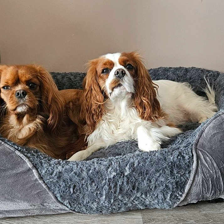 Maguie Et Talla a rejoint le concours — aidez-le/la à gagner de superbes lots ! animal, canine, cockerspaniel, dog, dogbed, pet