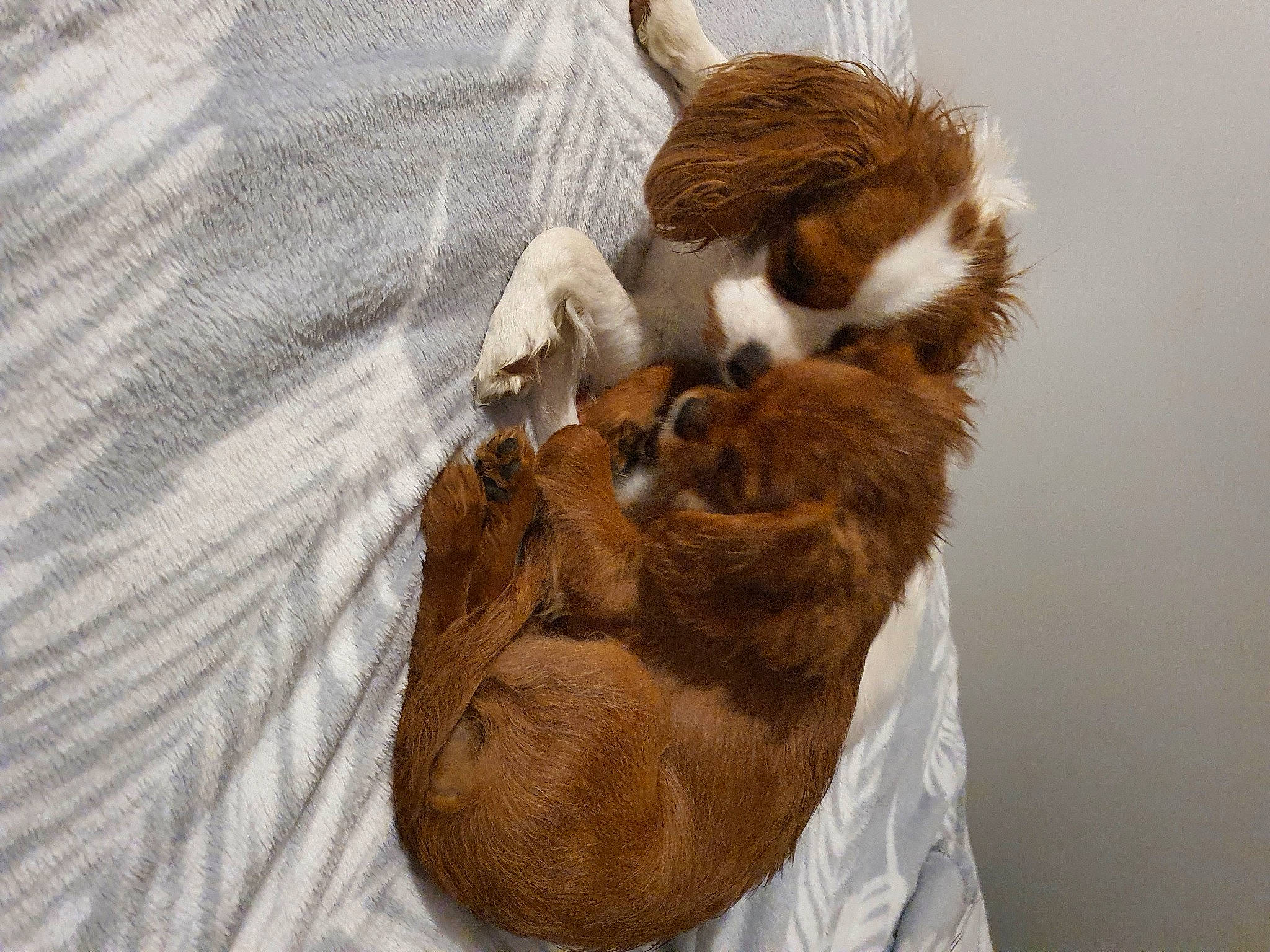 Maguie Et Talla participe au concours pour gagner de l'argent avec cette photo : brown, canidae, carnivore, claw, comfort, companion_dog, dog_breed, fawn, felidae, fur, linens, liver, paw, small_to_medium_sized_cats, sporting_group, tail, terrestrial_animal, whiskers, wood