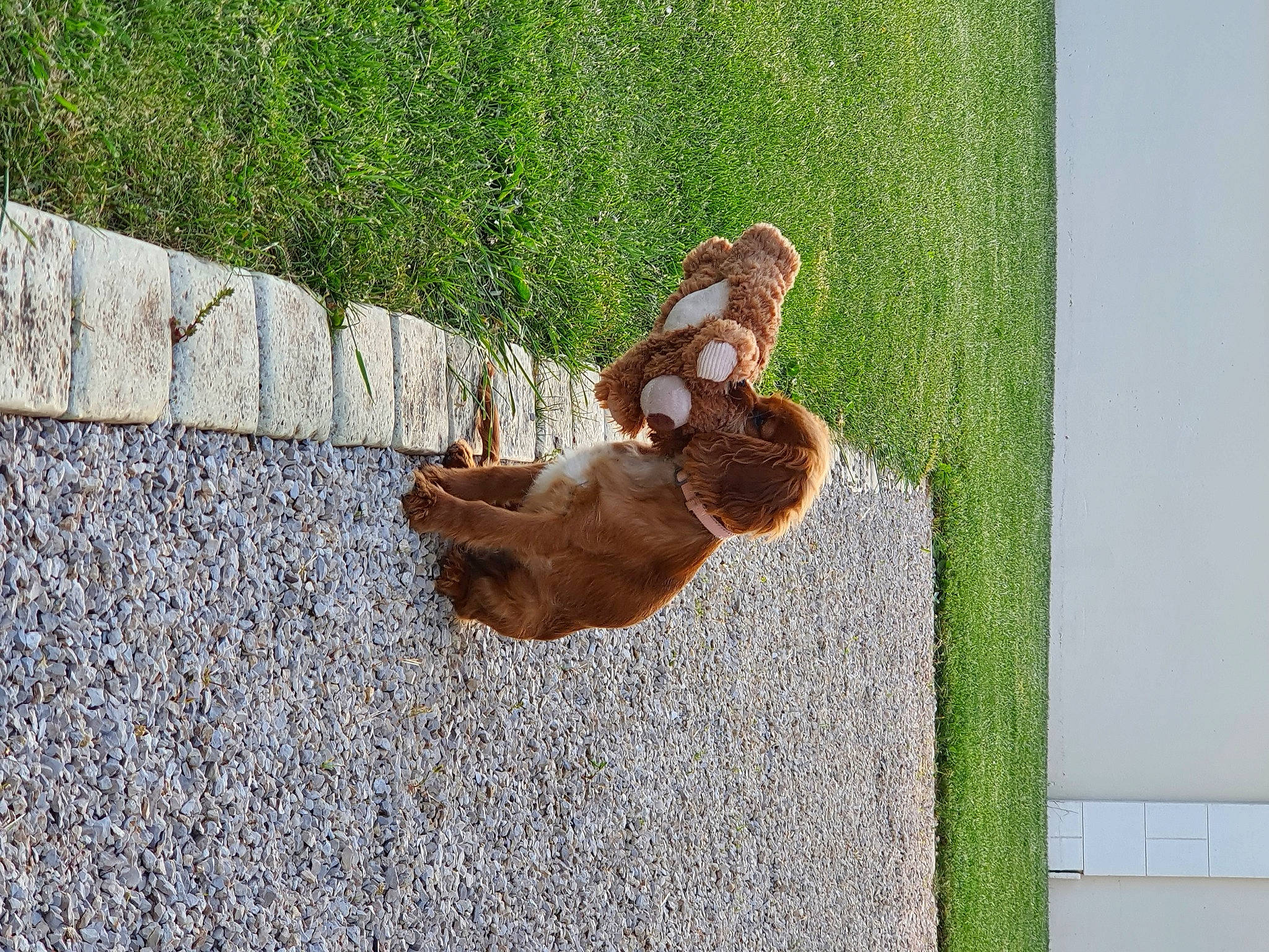 Maguie Et Talla a rejoint le concours — aidez-le/la à gagner de superbes lots ! asphalt, brick, brickwork, fawn, felidae, fur, grass, liver, metal, plant, primate, shadow, snout, tail, terrestrial_animal, tree, trunk, wildlife, wood, wood_stain