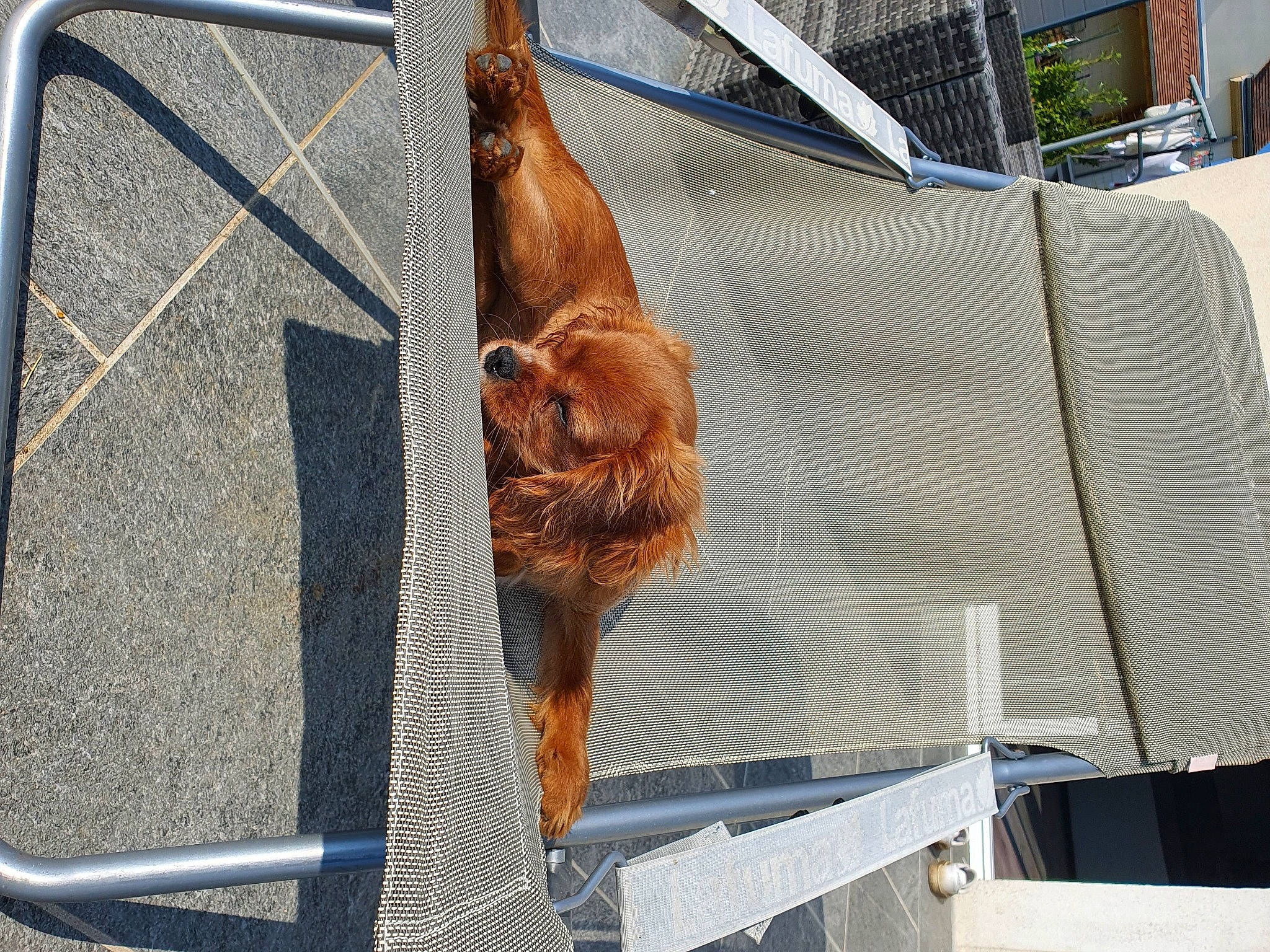 Talla participe au concours pour gagner de l'argent avec cette photo : animal_shelter, beak, canidae, carnivore, companion_dog, dog, dog_breed, fawn, liver, meat, mesh, metal, pet_supply, snout, sporting_group, tail, terrestrial_animal, wildlife, wood, working_animal