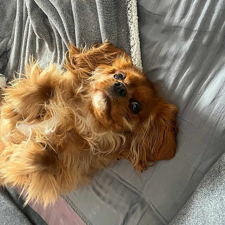 Talla a rejoint le concours — aidez-le/la à gagner de superbes lots ! animal, blanket, canine, cockerspaniel, cushion, dog, dogbed, furniture, homedecor, papillon, person, pet, puppy, sleeping, terrier
