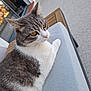 Vanille participe au concours pour gagner de l'argent avec cette photo : cat, gray, white, amber_eyes, close_up, outdoor, cushion, furniture, patio, relaxed, animal, pet, whiskers, fur, sitting, side_view, daylight, quiet, calm, domestic_cat
