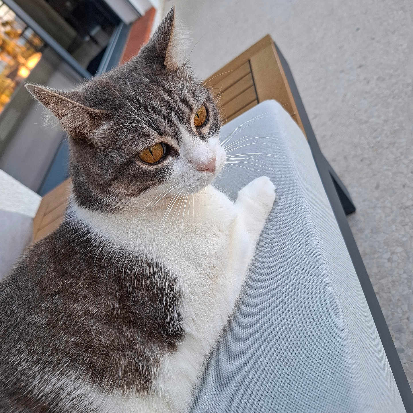 Vanille participe au concours pour gagner de l'argent avec cette photo : amber_eyes, animal, calm, cat, close_up, cushion, daylight, domestic_cat, fur, furniture, gray, outdoor, patio, pet, quiet, relaxed, side_view, sitting, whiskers, white