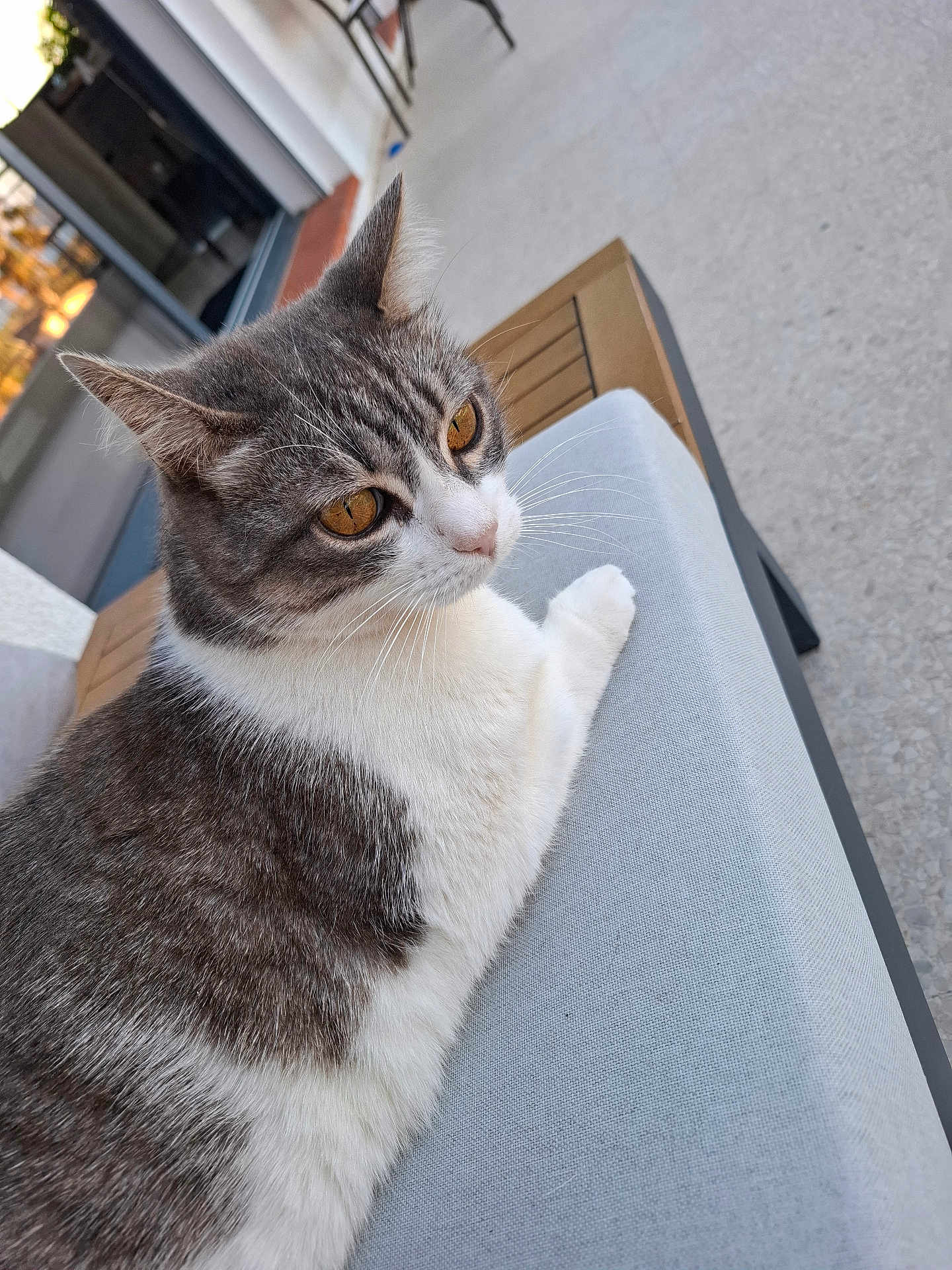 Vanille participe au concours pour gagner de l'argent avec cette photo : cat, gray, white, amber_eyes, close_up, outdoor, cushion, furniture, patio, relaxed, animal, pet, whiskers, fur, sitting, side_view, daylight, quiet, calm, domestic_cat