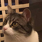 Vanille a rejoint le concours — aidez-le/la à gagner de superbes lots ! cat, tabby, white_fur, yellow_eyes, whiskers, indoor, furniture, woven_chair, closeup, pet, animal, domestic_cat, curious, face, head, looking, ears, soft_light, background, table