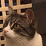 animal, background, cat, closeup, curious, domestic_cat, ears, face, furniture, head, indoor, looking, pet, soft_light, tabby, table, whiskers, white_fur, woven_chair, yellow_eyes