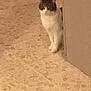 Vanille participe au concours pour gagner de l'argent avec cette photo : cat, animal, pet, indoor, floor, wall, curious, peeking, beige, brown, white, standing, feline, domestic, quiet, home, alone, looking, corner, curiosity