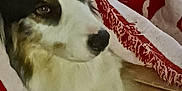 Snow participe au concours pour gagner de l'argent avec cette photo : dog, blanket, red, white, snowflake, tile_floor, paw, fur, pet, resting, cozy, indoor, calm, animal, cute, comfort, warm, lying_down, snug, holiday_theme