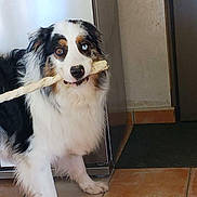 Snow participe au concours pour gagner de l'argent avec cette photo : dog, australian_shepherd, heterochromia, chew_stick, indoor, kitchen, tile_floor, refrigerator, curious, fluffy, pet, animal, canine, brown_eye, blue_eye, fur, standing, chewing, domestic, companion