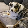Snow participe au concours pour gagner de l'argent avec cette photo : dog, australian_shepherd, couch, pet, indoor, fur, heterochromia, blue_eye, brown_eye, canine, relaxed, laying, paw, companion, animal, cozy, domestic, mammal, cute, alert