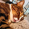 Coca participe au concours pour gagner de l'argent avec cette photo : animal, blanket, cat, close_up, cozy, cute, domestic_animal, feline, fur, home, indoor, pet, relaxed, resting, sleeping, snuggled, soft, tabby, tongue_out, whiskers
