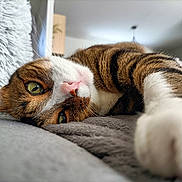 Coca a rejoint le concours — aidez-le/la à gagner de superbes lots ! cat, tabby, pet, animal, feline, closeup, paw, green_eyes, whiskers, relaxed, indoor, couch, fur, sleepy, nose, soft_texture, stretching, home, cozy, cute