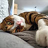 cat, tabby, pet, animal, feline, closeup, paw, green_eyes, whiskers, relaxed, indoor, couch, fur, sleepy, nose, soft_texture, stretching, home, cozy, cute