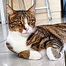 Coca participe au concours pour gagner de l'argent avec cette photo : cat, tabby, animal, pet, indoor, floor, tile, furniture, stool, resting, whiskers, ears, paws, white_fur, brown_fur, striped_fur, close_up, domestic_cat, relaxed, portrait