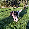 animal, canine, daylight, dog, fur, garden, grass, greenery, leafy, nature, outdoor, pet, plant, playful, shadow, small_dog, summer, sunlight, tongue, tree