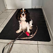 Ariel participe au concours pour gagner de l'argent avec cette photo : dog, cavalier_king_charles_spaniel, pet, leash, mat, indoor, tile_floor, black, white, brown, fur, sitting, looking, collar, cute, small_dog, pink, accessory, obedient, animal