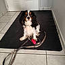 accessory, animal, black, brown, cavalier_king_charles_spaniel, collar, cute, dog, fur, indoor, leash, looking, mat, obedient, pet, pink, sitting, small_dog, tile_floor, white
