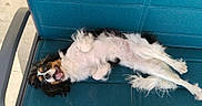 Ariel participe au concours pour gagner de l'argent avec cette photo : dog, pet, outdoor, chair, happy, relaxed, lying_down, fluffy, tricolor, playful, sunlight, summer, fur, animal, canine, smiling, tongue_out, resting, paw, cushion