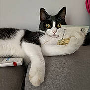 Princesse participe au concours pour gagner de l'argent avec cette photo : cat, black_and_white, euro_bill, money, paw, couch, indoor, pet, animal, relaxed, wide_eyes, fur, whiskers, currency, lying_down, domestic_cat, curious, close_up, soft_texture, feline